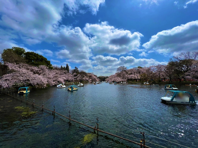 井の頭公園桜