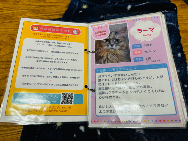 保護猫カフェきゃりこ武蔵野店