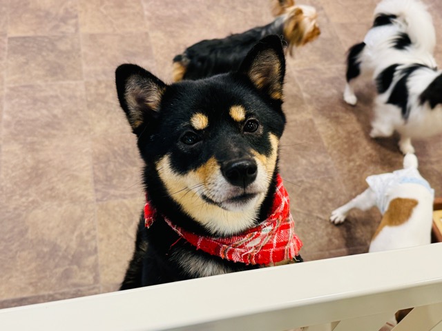 犬カフェRIO（りお）吉祥寺店