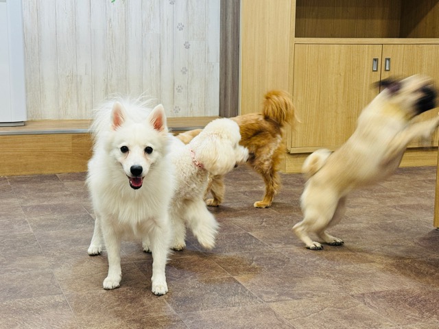 犬カフェRIO（りお）吉祥寺店