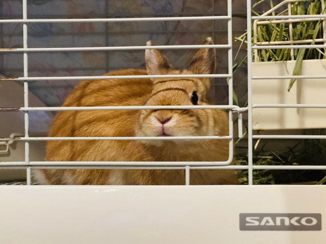 吉祥寺のうさぎカフェ「カフェ・ミニヨン」