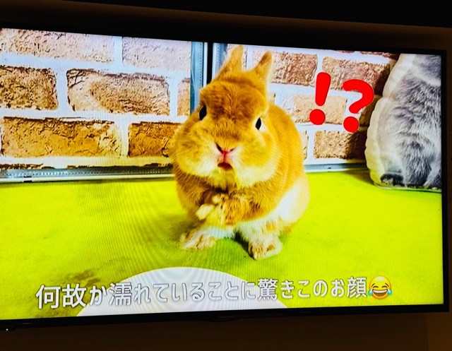 吉祥寺のうさぎカフェ「カフェ・ミニヨン」