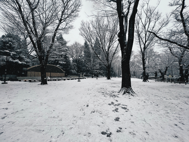 冬・雪の井の頭公園