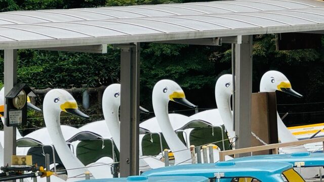 井の頭公園には1匹だけ眉毛のあるオスのスワンボート