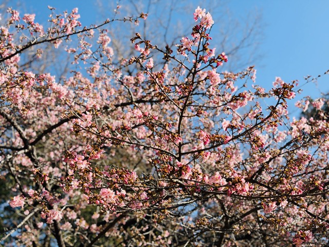 【2026年】吉祥寺・井の頭公園（西園）で河津桜