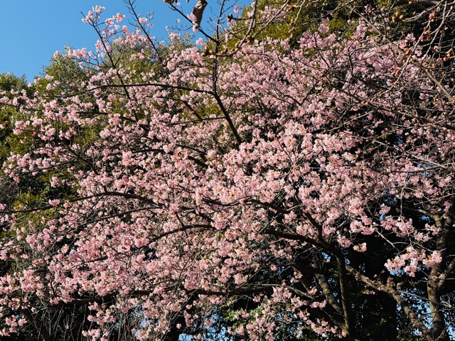 【2026年】吉祥寺・井の頭公園（西園）で河津桜