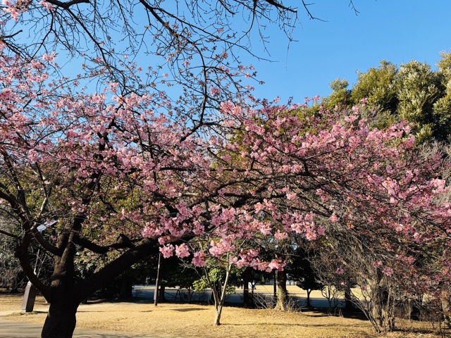 【2026年】吉祥寺・井の頭公園（西園）で河津桜