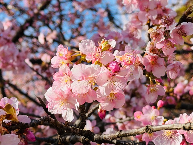 【2026年】吉祥寺・井の頭公園（西園）で河津桜