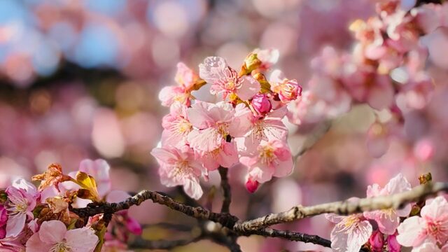 【2026年】吉祥寺・井の頭公園（西園）で河津桜
