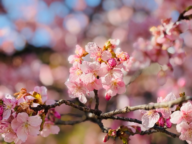 【2026年】吉祥寺・井の頭公園（西園）で河津桜