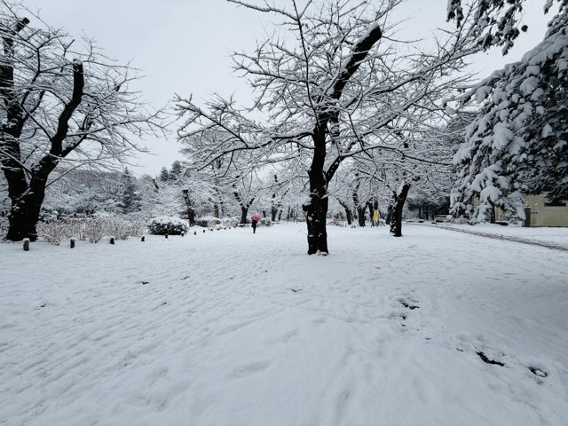 【2026年冬】雪の積もる「井の頭公園」｜ムーミン雪だるま