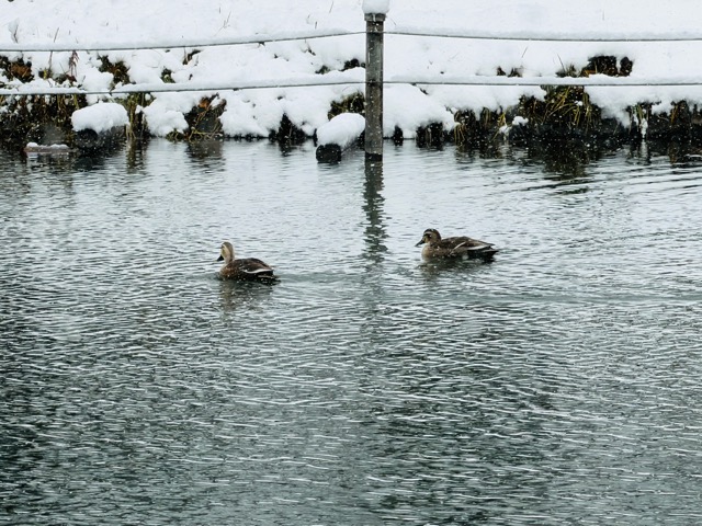 【2026年冬】雪の積もる「井の頭公園」｜ムーミン雪だるま