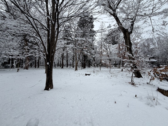 【2026年冬】雪の積もる「井の頭公園」｜ムーミン雪だるま
