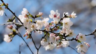 2026年 吉祥寺・井の頭公園の桜・お花見
