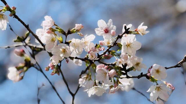 2026年 吉祥寺・井の頭公園の桜・お花見