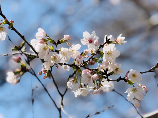 2026年 吉祥寺・井の頭公園の桜・お花見