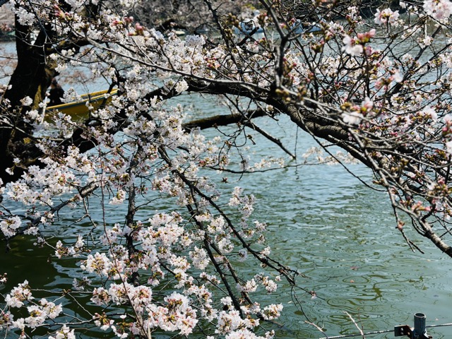 2026年 吉祥寺・井の頭公園の桜・お花見