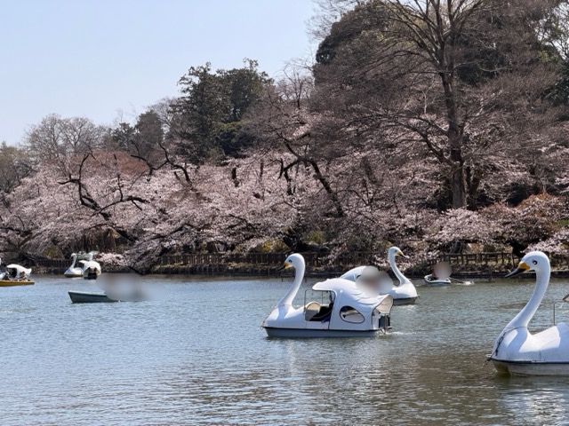 2026年 吉祥寺・井の頭公園の桜・お花見