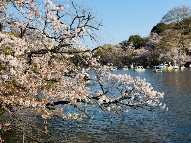 gol. STORE TSUBASA 吉祥寺 キャプテン翼